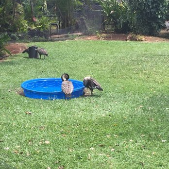 Honolulu Zoo - Zoos Near Me - Honolulu, Hawaii