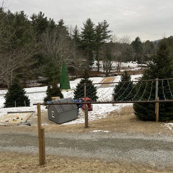Silver Bell Farm - Another angle. See the lights over the path? - The image shows a winter landscape at Silver Bell Farm with snow covering the ground and trees. Several decorated evergreen trees are visible, along with a small shed and a string of holiday lights hanging across the scene. The background includes a wooded area with leafless trees and a cloudy sky. - Christmas Trees Near Me - Monson, Massachusetts