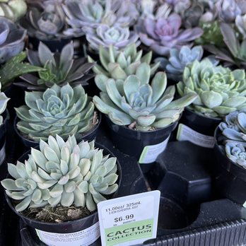 Safeway - a variety of succulents for sale - Grocery Near Me - American Canyon, California Safeway - a variety of succulents for sale - Grocery Near Me - American Canyon, California