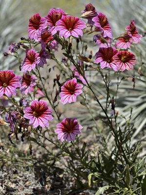 Ventura Botanical Gardens by null