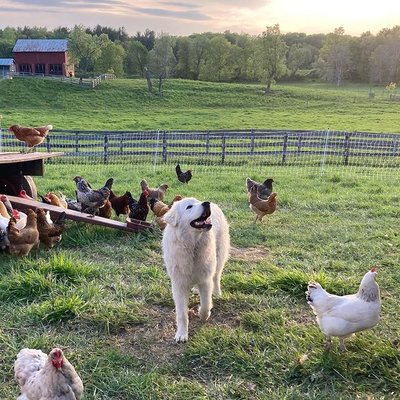 Kinderhook Farm by null