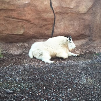 Bearizona - At the beginning of the drive through part. - Zoos Near Me - Williams, Arizona