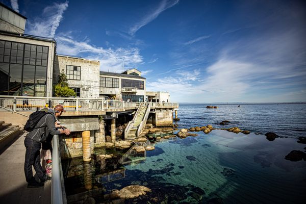 Monterey Bay Aquarium by null