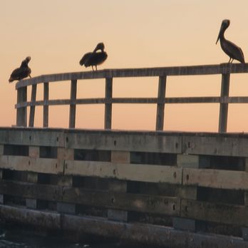 Florida Tiki Tours - Pelicans - Boat Charters Near Me - Madeira Beach, Florida Florida Tiki Tours - Pelicans - Boat Charters Near Me - Madeira Beach, Florida
