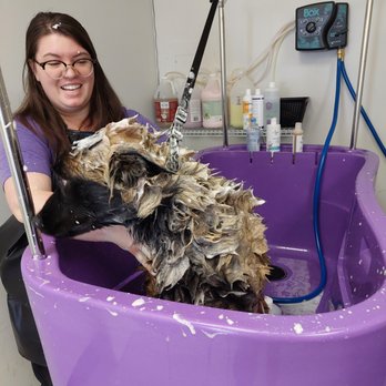 Bows and Bones Dog Grooming - Bath time! - Pet Groomers Near Me - Tulsa, Oklahoma Bows and Bones Dog Grooming - Bath time! - Pet Groomers Near Me - Tulsa, Oklahoma