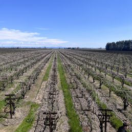 Vineyard Vineyard