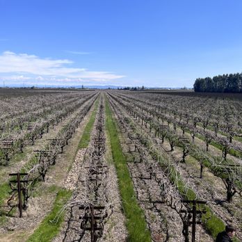 Stonum Vineyards and Winery - Vineyard - Wineries Near Me - Lodi, California Stonum Vineyards and Winery - Vineyard - Wineries Near Me - Lodi, California