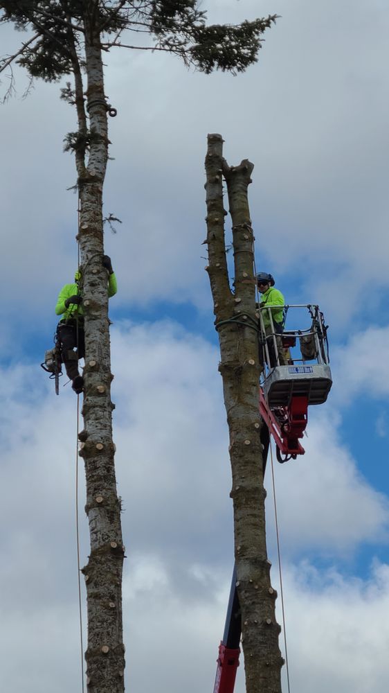 Treescapes - tree service in Spokane Valley, WA