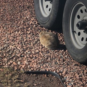Dakota Ridge Rv Park - While we did have the snow burn off quickly daily. It did bring the spring rabbits. - RV Parks Near Me - Golden, Colorado