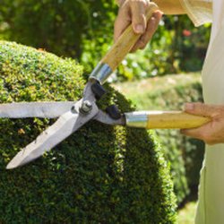 Evergreen Landscaping