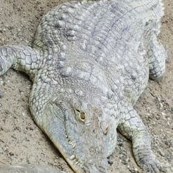 Dream Park - Live gators and all.