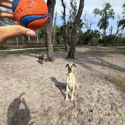 Arbor Park Dog Park