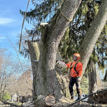 Bud's Tree Care - Buds Tree Care Champaign Illinois Certified arborist - Tree Services Near Me - Champaign, Illinois