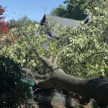 Tios Tree Service - Fell over 2 yards - Tree Services Near Me Tios Tree Service - Fell over 2 yards - Tree Services Near Me