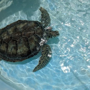 The Turtle Hospital - A rehabbing turtle - Veterinarians Near Me - Marathon, Florida The Turtle Hospital - A rehabbing turtle - Veterinarians Near Me - Marathon, Florida