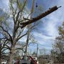 A&O Tree Service