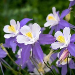NorthPines Landscaping & Maintenance - Colorado's iconic Columbine!