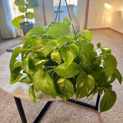 K & W Greenery
