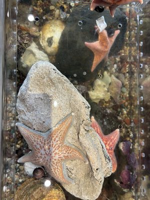 Central Coast Aquarium by null