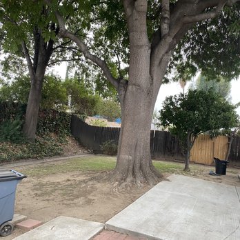 Acosta Tree Service - Before - Tree Services Near Me Acosta Tree Service - Before - Tree Services Near Me