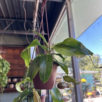 Alice’s Garden - Nurseries & Gardening Near Me - Indianapolis, Indiana