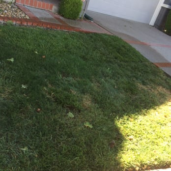 The Sod Shop - Showing small sod spots. - Nurseries & Gardening Near Me - Martinez, California The Sod Shop - Showing small sod spots. - Nurseries & Gardening Near Me - Martinez, California