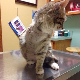 Tripod going to get her hip looked at. Tripod going to get her hip looked at.