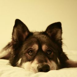 how often do standard poodles go into heat