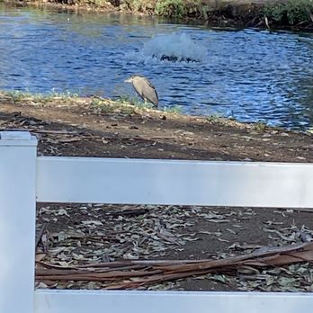 Thousand Trails Wilderness Lakes - Heron beside water near campsite. - Campgrounds Near Me - Menifee, California Thousand Trails Wilderness Lakes - Heron beside water near campsite. - Campgrounds Near Me - Menifee, California