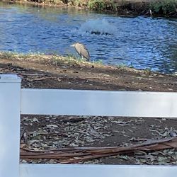 Thousand Trails Wilderness Lakes - Heron beside water near campsite.