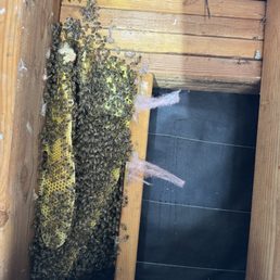 Giant hive inside my wall !!!!