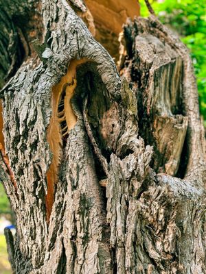 Reverchon Park by null