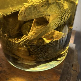 Curiosities - Wet specimen, pretty decent sized collection! - Antiques Near Me - Dallas, Texas