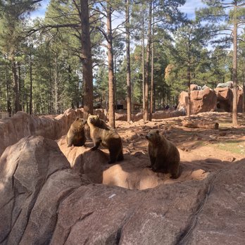 Bearizona - Bears - Zoos Near Me - Williams, Arizona Bearizona - Bears - Zoos Near Me - Williams, Arizona