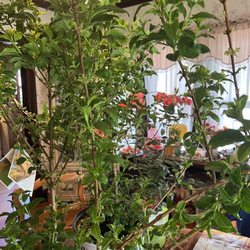 Good Earth Greenhouse