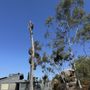 Alex Tree Service