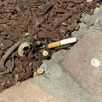 Green Girl Maid Services - Cleaners left their cigarette butts in the front planter by the front door. Really? Ugh - Home Cleaning Near Me - Irvine, California Green Girl Maid Services - Cleaners left their cigarette butts in the front planter by the front door. Really? Ugh - Home Cleaning Near Me - Irvine, California