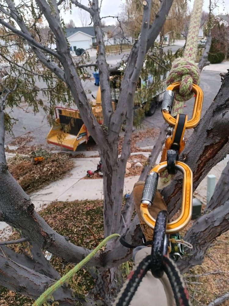 Slc Tree Protection ORANGUTAN TREE SERVICE - Updated June 2024 - Salt Lake City, Utah ...