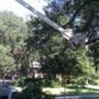 Photo of Hickman Tree Service