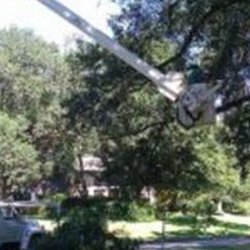 Hickman Tree Service - Hickman Tree Service, best on the Eastern Shore!