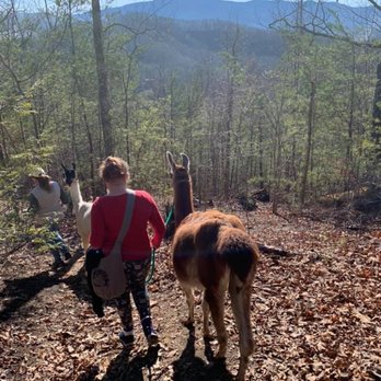 Smoky Mountain Llama Treks - Beautiful! - Hiking Near Me - Cosby, Tennessee