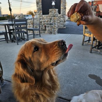 Jimmy's Port Side - Dogs love Jimmy's clam cakes too! - Seafood Near Me - Narragansett, Rhode Island