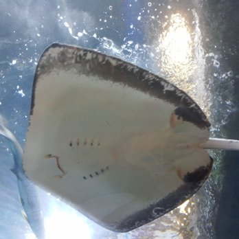 Downtown Aquarium - Sting ray - Museums Near Me - Denver, Colorado Downtown Aquarium - Sting ray - Museums Near Me - Denver, Colorado