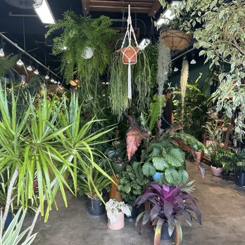 Plantoem - Cafes Near Me - Honolulu, Hawaii Plantoem - Cafes Near Me - Honolulu, Hawaii