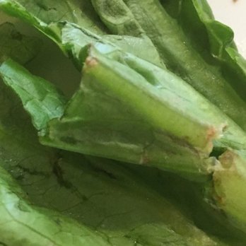 Panera Bread - Gross lettuce! - Sandwiches Near Me - San Jose, California Panera Bread - Gross lettuce! - Sandwiches Near Me - San Jose, California