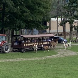 Open-air tram in the animal park. Some are pulled by tractors while others are converted school busses.