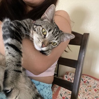 Catmandoo Rescue - Pet Adoption Near Me - Hawthorne, California