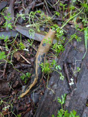 Armstrong Redwoods State Natural Reserve by null Armstrong Redwoods State Natural Reserve by null
