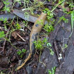 Armstrong Redwoods State Natural Reserve - Banana slug
