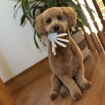 Colonies Pet Grooming - Behr - Pet Groomers Near Me - Upland, California Colonies Pet Grooming - Behr - Pet Groomers Near Me - Upland, California